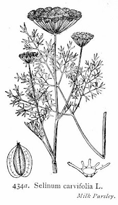 Little-leaf angelica Little-leaf angelica