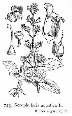 Water figwort