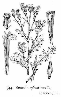 Wood groundsel