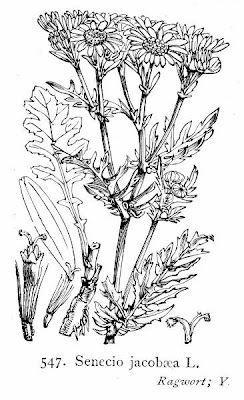 Jacobaea vulgaris,
erva-lanceta-do-Canad&aacute;,
Senecione di S. Giacomo,
St. James'-wort,
stinking Willie,
tansy ragwort