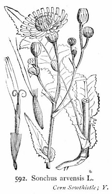 Corn sow thistle Corn sow thistle