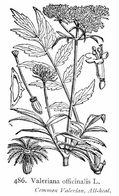 Valeriana officinalis,
common valerian,
garden heliotrope,
garden valerian,
garden-heliotrope,
valerian
