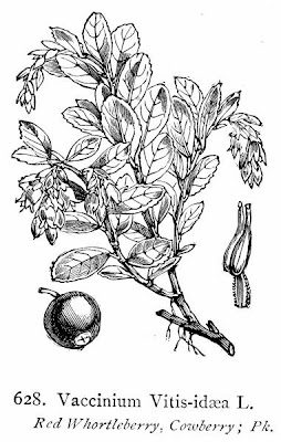 Vaccinium vitis-idaea,
alpine cranberry,
cowberry,
foxberry,
kokemomo,
lingberry,
lingen,
lingenberry,
lingon,
lingonberry,
Mirtillo rosso,
mountain cranberry,
northern mountain cranberry,
Preiselbeere,
Red Whortleberry