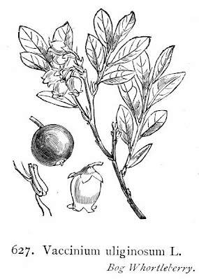 Vaccinium uliginosum,
bog bilberry,
bog blueberry,
Bog Whortleberry,
kuromamenoki,
Mirtillo falso,
Moosbeere,
Rauschbeere,
western-huckleberry
