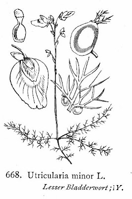 Erba-vescica minore