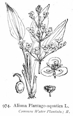 Alisma plantago-aquatica L.