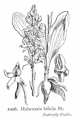 Habenaria bifolia