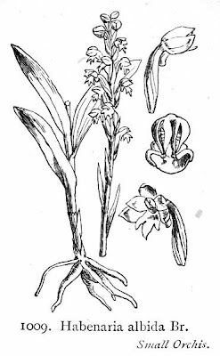 Habenaria albida