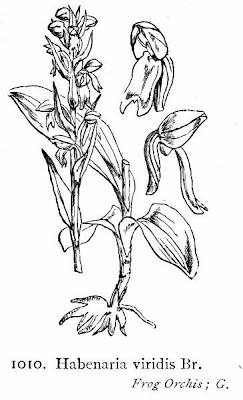 Habenaria viridis