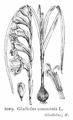 Gladiolus communis L.