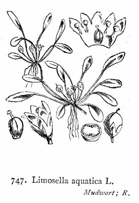 Awl-leaf mudwort