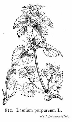 Lamium purpureum L.