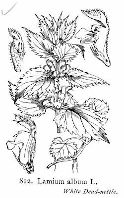 White-nettle White-nettle
