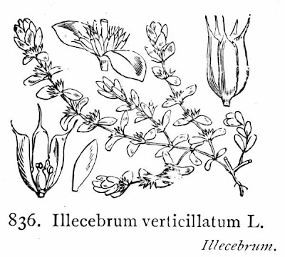 Illecebrum verticillatum,
coral necklace,
Corrigiola verticillata