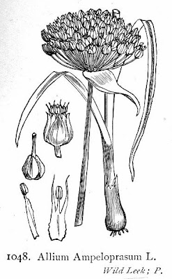 Broadleaf wild leek Broadleaf wild leek