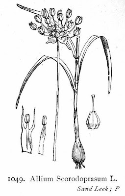 Giant garlic
