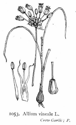 Field garlic