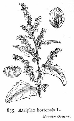 Atriplex hortensis L.