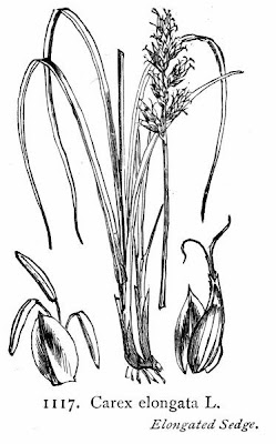 Carex elongata,
Carice allungata,
Elongated Sedge