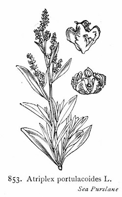 Atriplex portulacoides L.