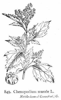 Nettle-leaf goosefoot