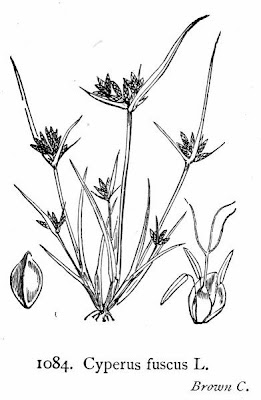 Cyperus fuscus L.