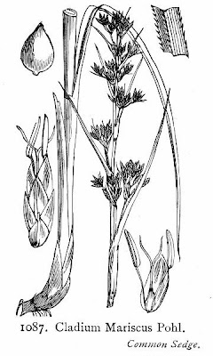 Cladium mariscus (L.) Pohl