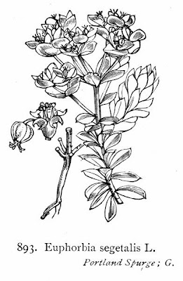 Euphorbia segetalis L.