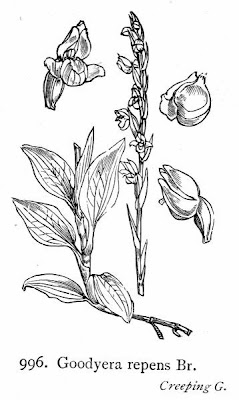 Lesser rattlesnake plantain Lesser rattlesnake plantain