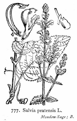 Salvia pratensis L.