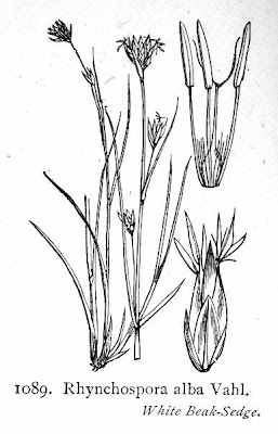 Rhynchospora alba (L.) Vahl