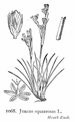 Giunco delle torbiere