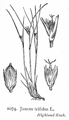 Giunco delle creste Giunco delle creste