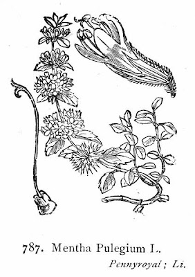 Mentha pulegium L.