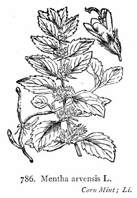 Mentha arvensis L. subhyb. veronensis Lebeau