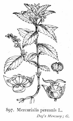 Dog's mercury Dog's mercury