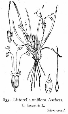 American shoreweed American shoreweed