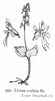 Lesser Twayblade Lesser Twayblade