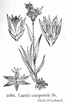 Field woodrush