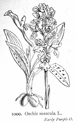 Early purple orchid
