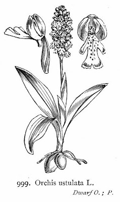 Dwarf Orchid Dwarf Orchid