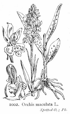 Dactylorhiza maculata,
Concordia,
Erba d'Adamo,
heath spotted orchid,
heath-spotted orchid,
Orchide macchiata