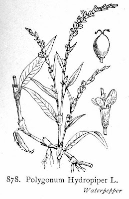 Erva-de-bicho