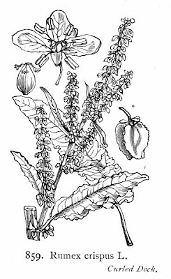 Acedera crispada Acedera crispada