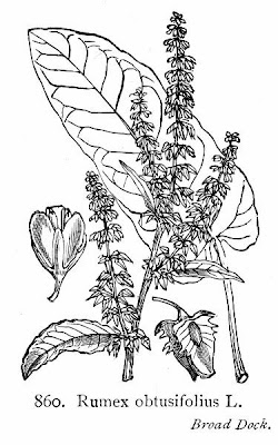 Laba�a-de-vaca-amarga