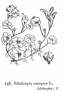 Cornish Moneywort