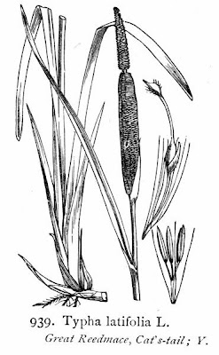 Cattail (common) Cattail (common)