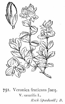Woodystem speedwell Woodystem speedwell