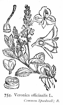 Gypsyweed