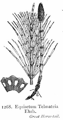 Equisetum telmateia Ehrh.